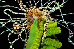 Niesamowite zdjęcia robaków Aleksandra Semenowa
